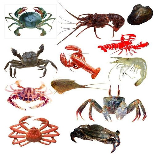 健康水產品與甲醛浸泡水產品的鑒別方法