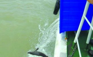 國(guó)內(nèi)外水產(chǎn)動(dòng)態(tài)與行業(yè)趨勢(shì) 信息洞察與未來發(fā)展